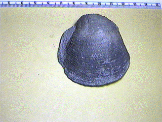 Pulchratia symmetricus