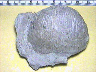 Reticulatia huecoensis