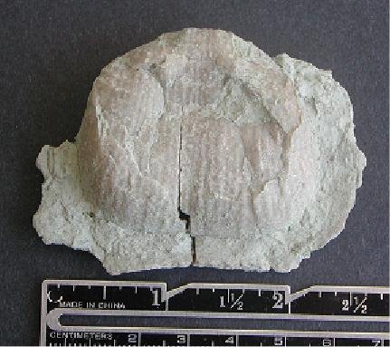 Reticulatia huecoensis