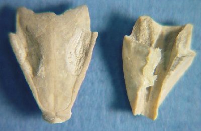 Archeocidaris sp. cf. A. dininnii