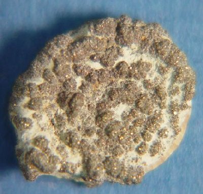 Straparollus (Amphiscapha) catilloides