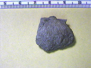 Derbyia bennetti