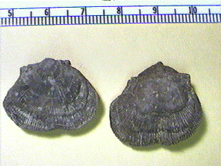 Derbyia bennetti
