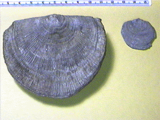 Derbyia bennetti