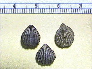 Chonetes transversalis Stull Shale Pennsylvanian brachiopod fossil 1 per bid 