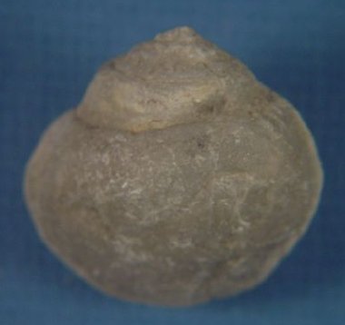 Naticopsis sp.