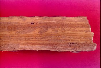 Cryptalgalaminae from the Salem Point Shale member, Grenola Formation, Richardson county