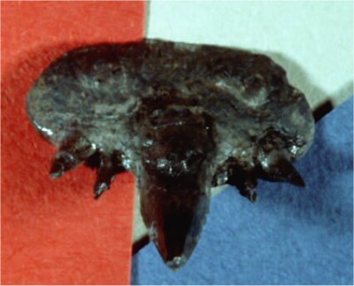Cladodont Sharks