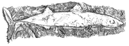 Cladodont Sharks