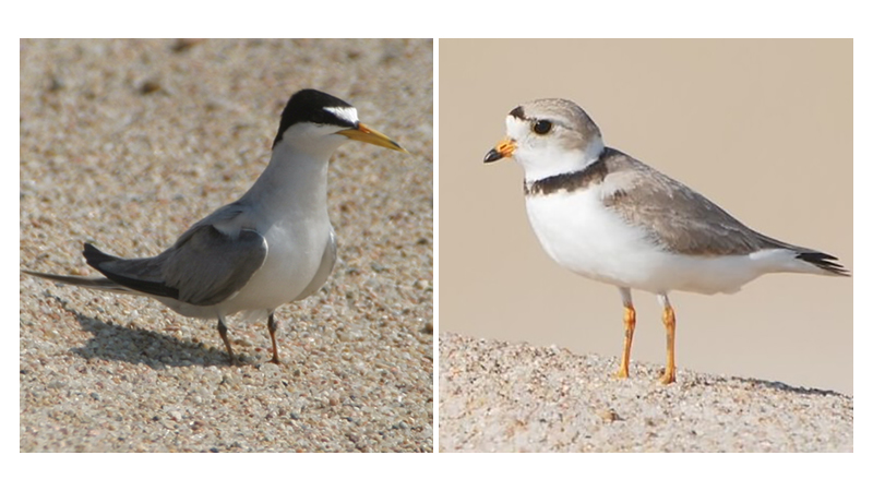 Interior least Tern and Piping Plover