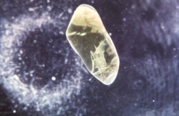Peridot crystal viewed in darkfield illumination.