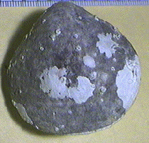 Terebratuloid Brachiopods