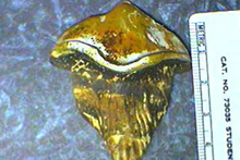 Petalodont Tooth