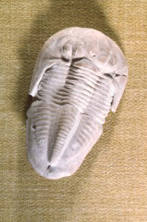 Ameura missouriensis