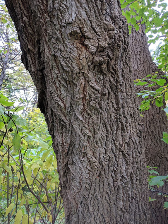 Red Oak Tree Bark