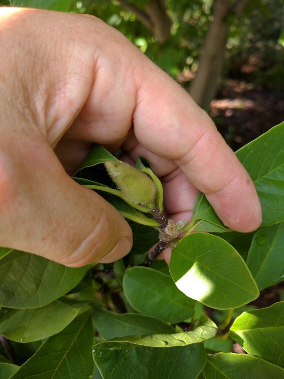 magnolia Bud