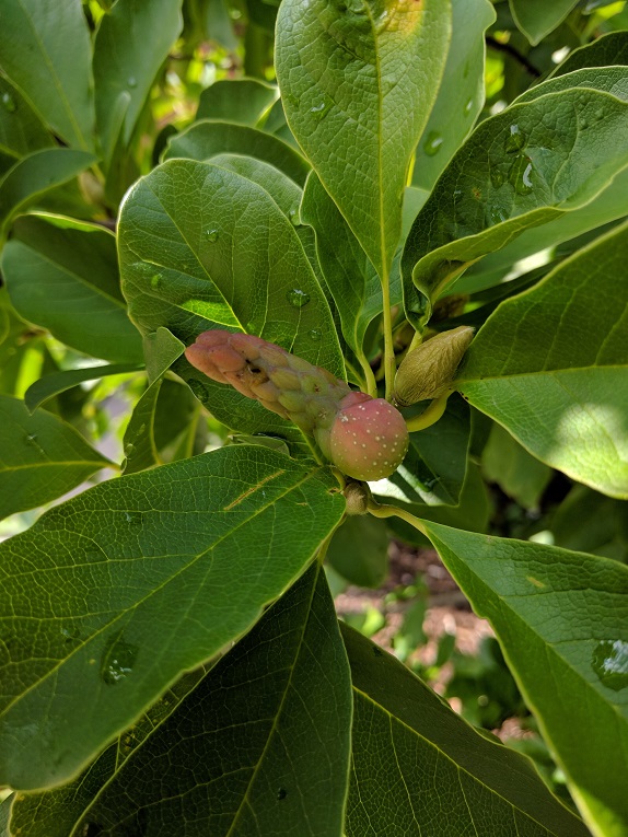 magnolia Fruit
