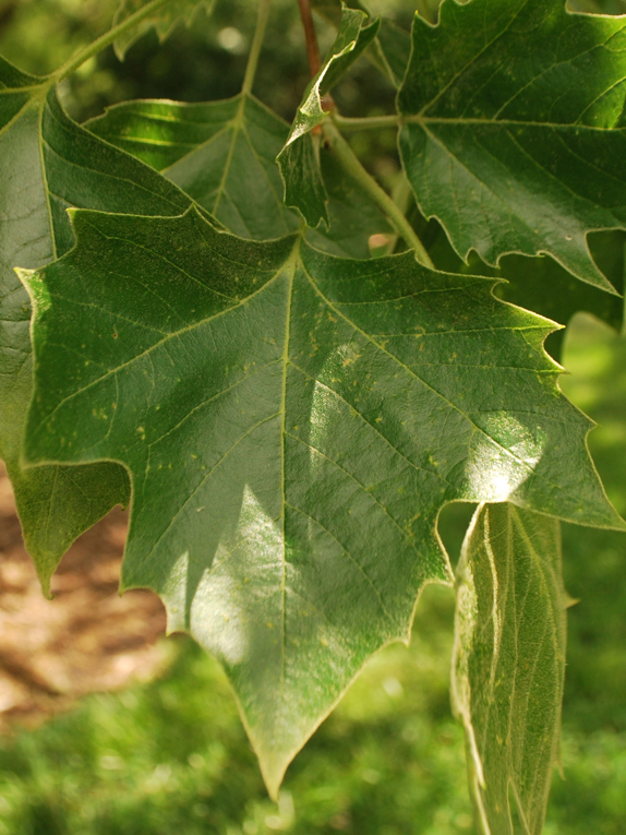 American sycamore Foliage