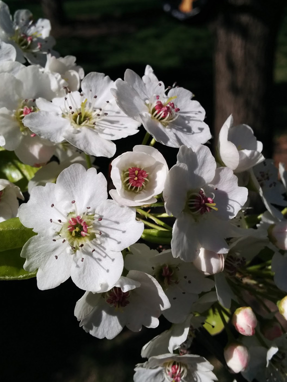 Basic Tree | Tree Identification | Regional and Community Forestry