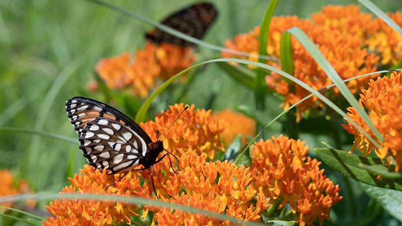 Butterfly at Prairie