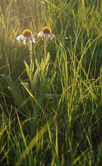 Flowers at Spring Creek Prairie