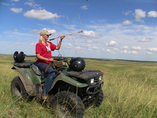 Jess listens to the radio transmitter to determine which direction the signal is coming from. Students put  radio collars on the hens in the early spring so that they can be tracked all summer as their eggs hatch.