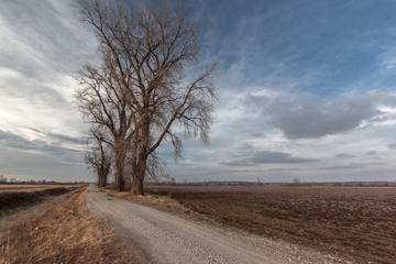 Cottonwood Tree