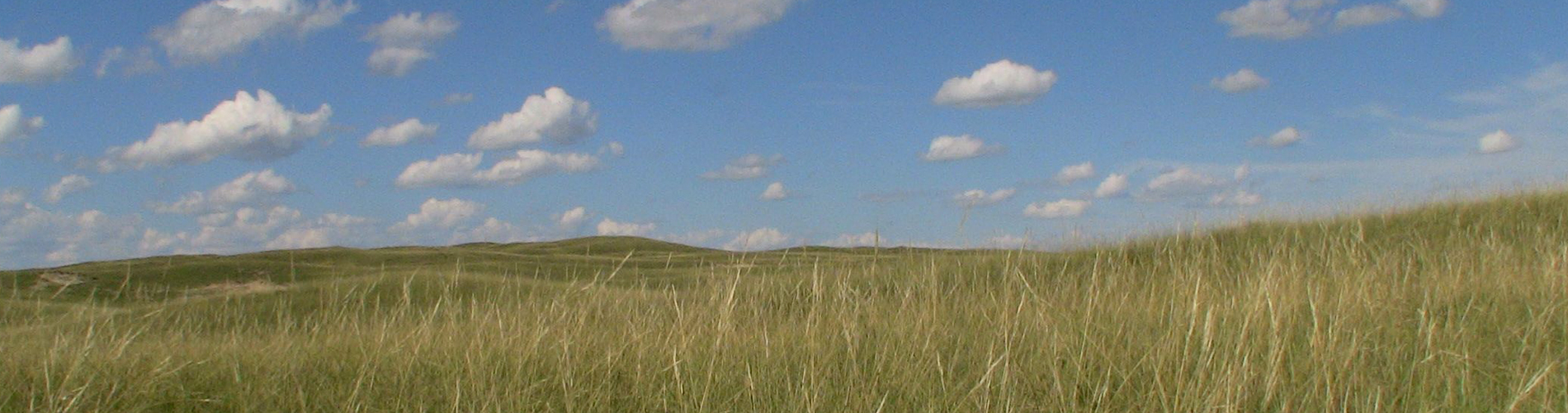 Grasses against horizon