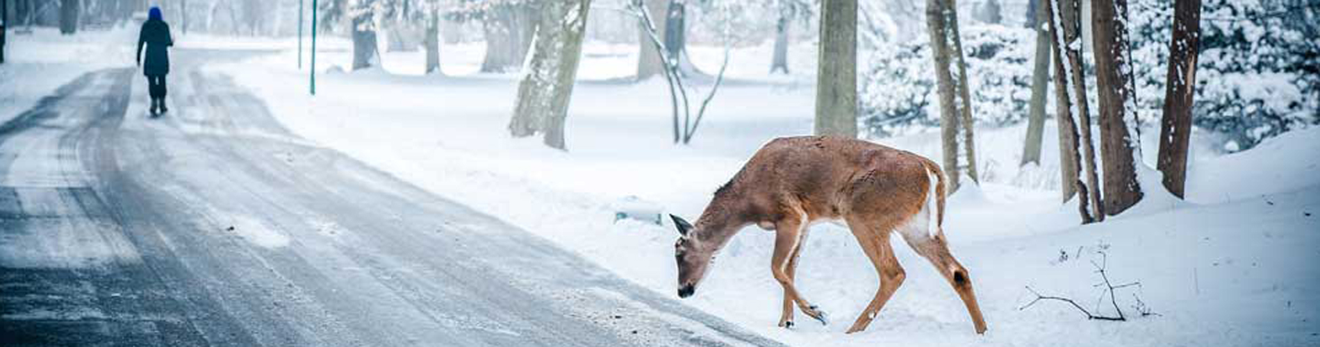 Winter Deer