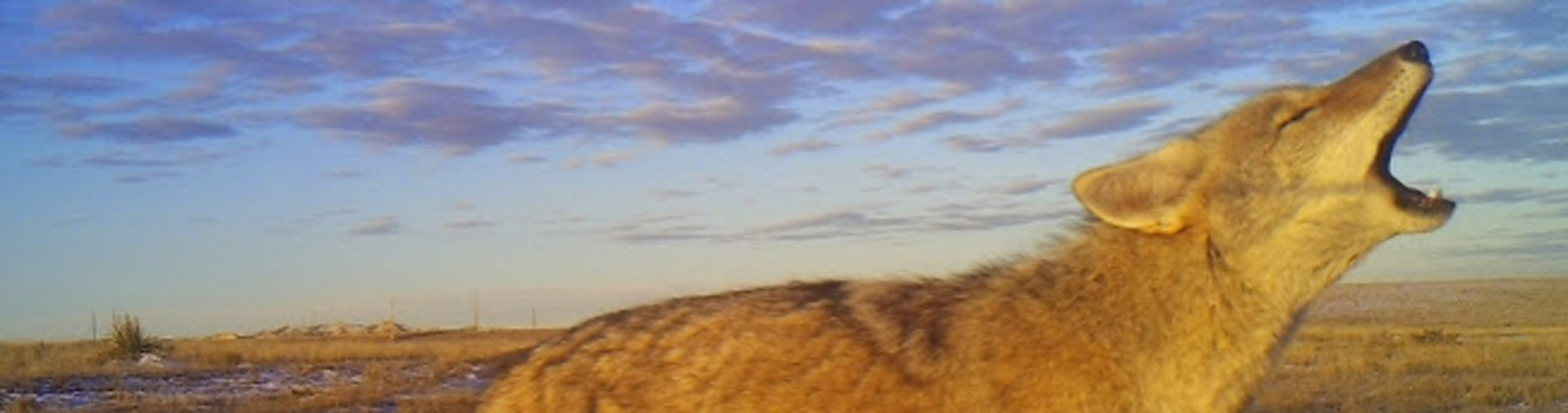 Coyote