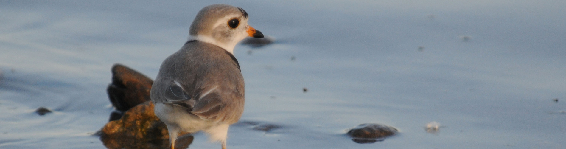 Piping Plover