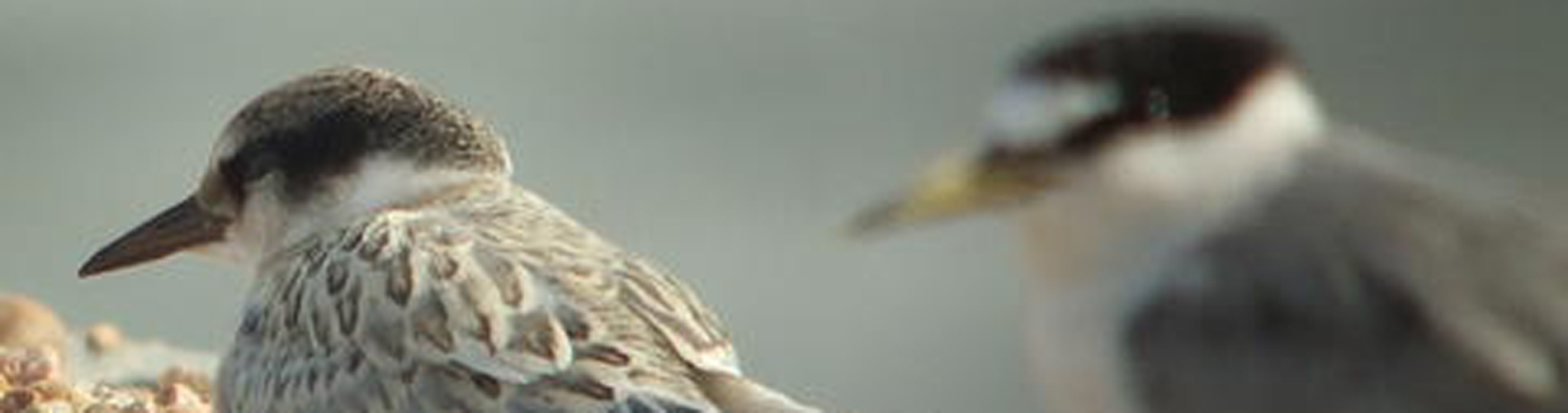 Least Tern