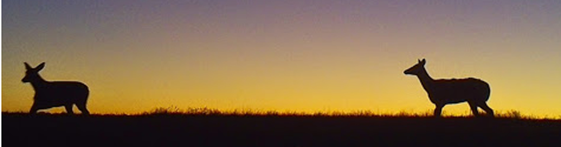 Two Deer at Sunrise