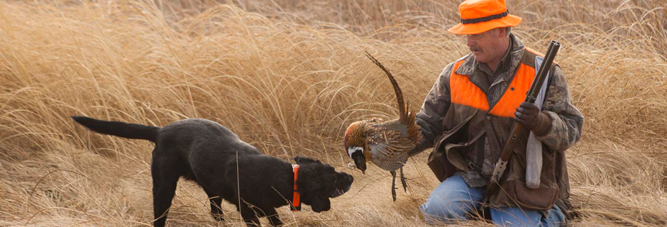Pheasant Hunting with Dog