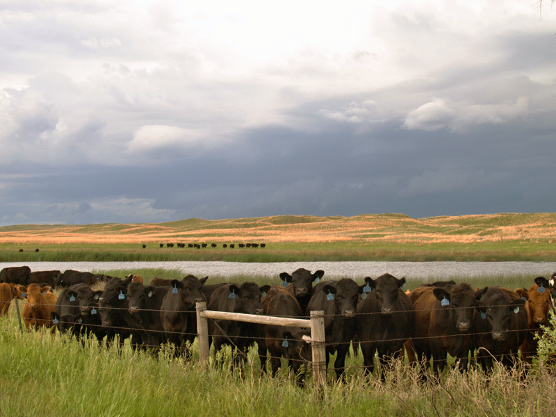 Cows at Fence