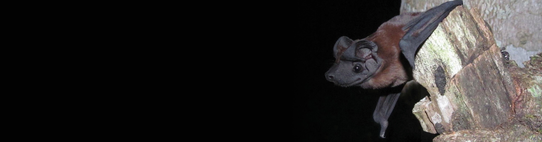 Freeman's dog-faced bat, or Cynomops freemani