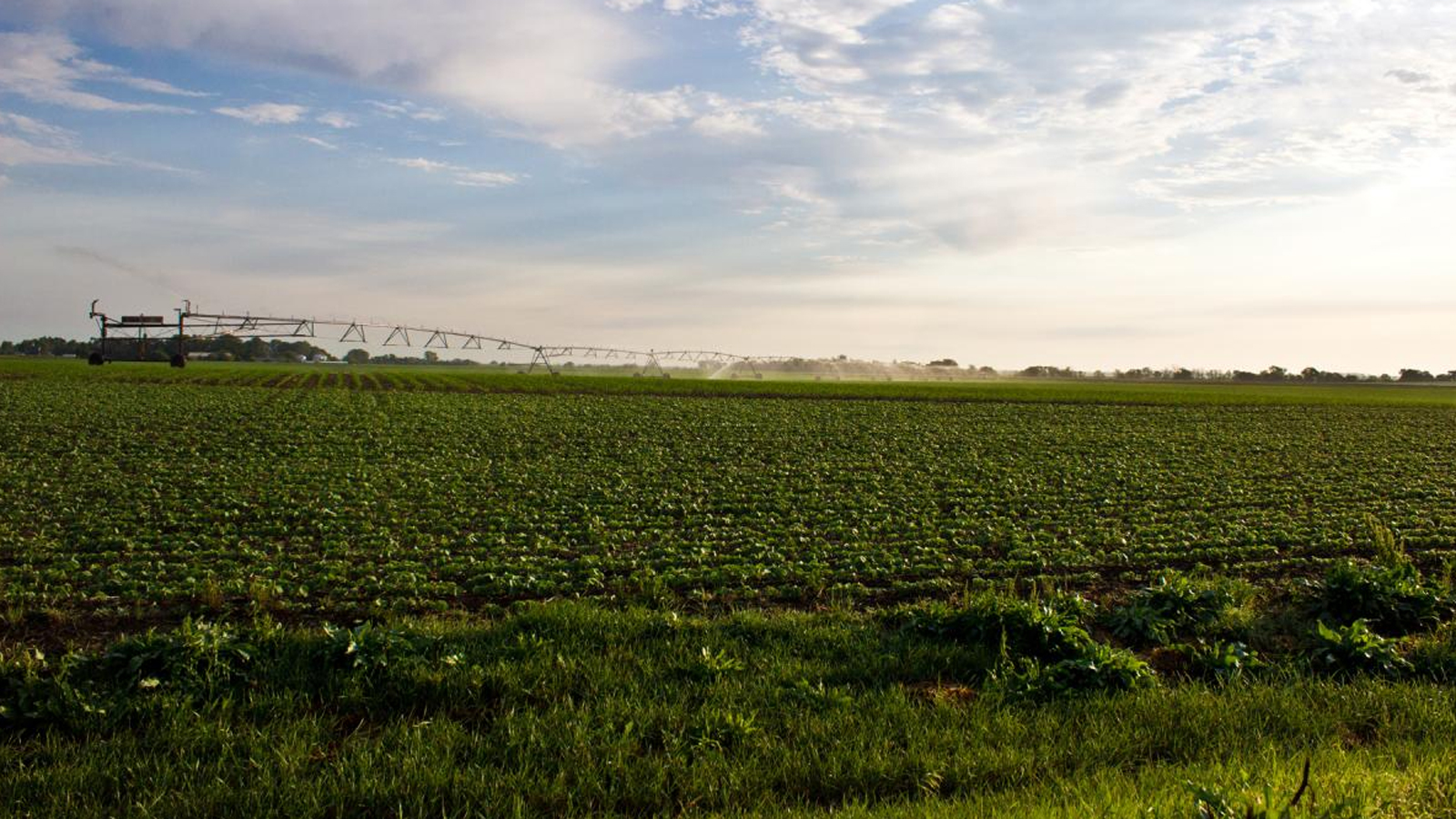 Six University of Nebraska researchers, including SNR's Mark Burbach, will join colleagues from three other institutions to develop a model for engaging communities and stakeholders to ensure adequate supplies of good-quality water both for and from agriculture.