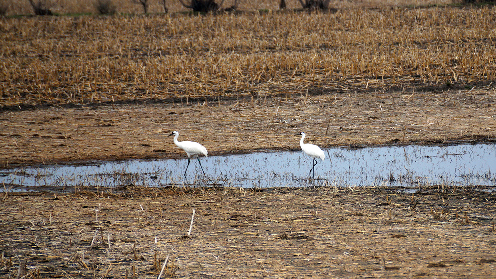 Endangered whooping cranes are migrating earlier in the spring and later in the fall in association with recorded higher average temperatures, according to a newly published study by two researchers with the School of Natural Resources at the University of Nebraska-Lincoln and the Nebraska Game and Parks Commission.
