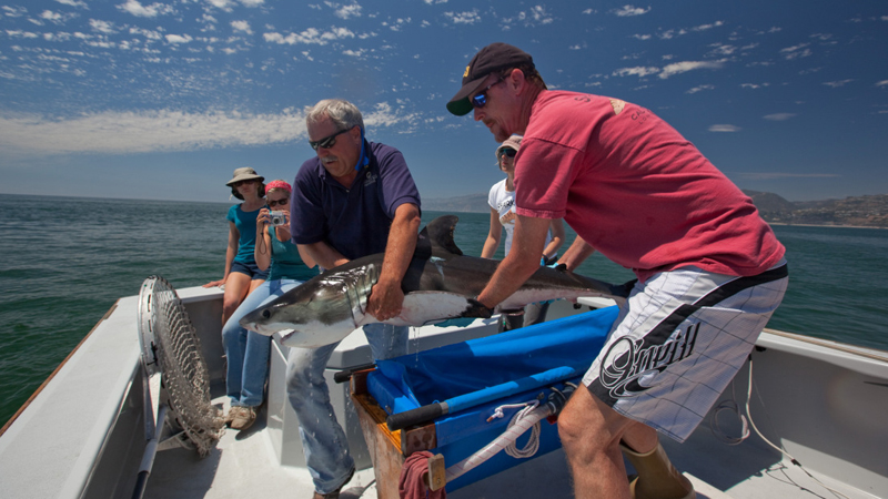 "What can scientists studying white sharks learn from an expert on mountain lions? As it turns out, quite a lot," writes the Monterey bay Aquarium about research recent published on great white shark survival rates. John Benson, assistant professor with SNR, used his knowledge of estimating survival rates of predators on land to conduct research and estimate survival rates of the great white sharks off the coast of California.