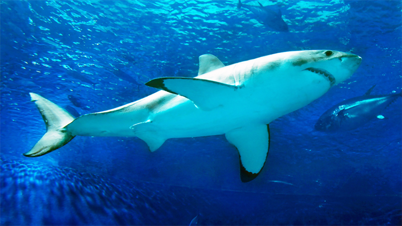 John Benson, a Nebraska ecologist who primarily studies land-based predators, helped reel in data to derive a first-of-its-kind estimate of annual survival among young white sharks.