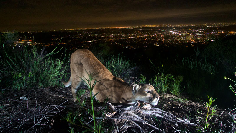 Two isolated mountain lion populations in southern California’s Santa Ana and Santa Monica Mountains are at risk of local extinction, perhaps as soon as within 50 years, according to a study published in the journal <em>Ecological Applications</em>.