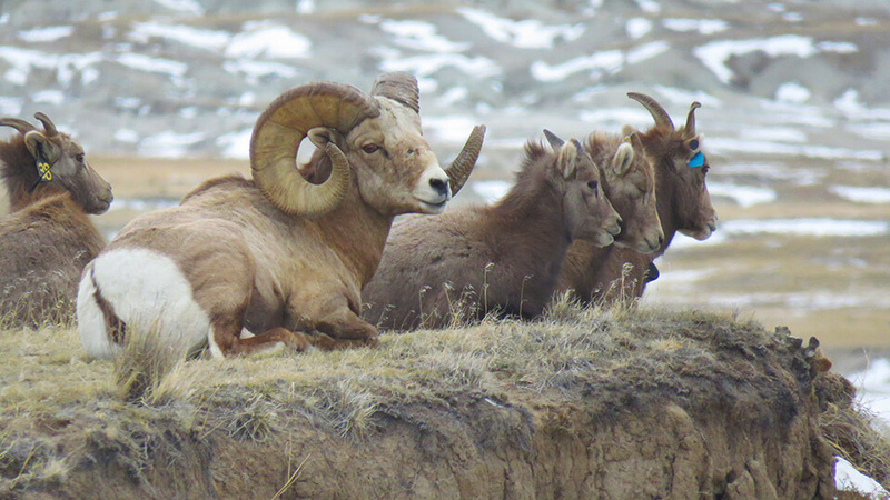 Study reveals space use, movement of bighorn sheep in Nebraska