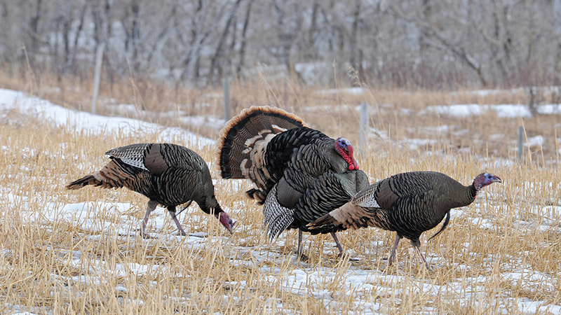 Study to focus on Nebraska's wild turkey populations