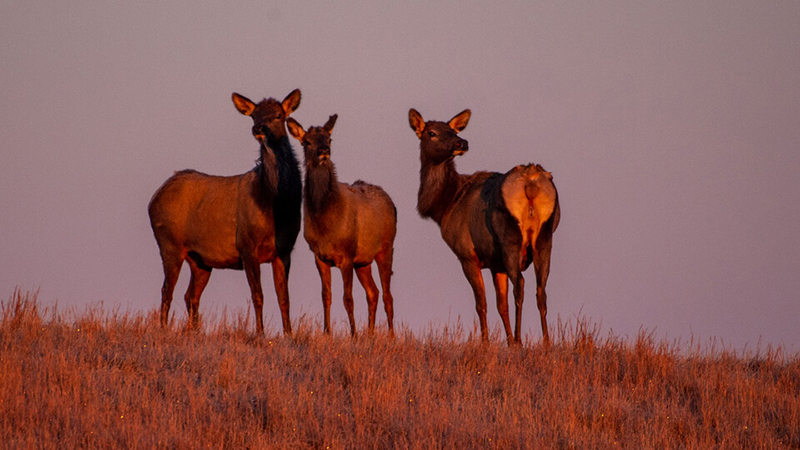 John Benson, associate professor in the School of Natural Resources, is leading a comprehensive study of Nebraska’s elk population. The Nebraska Game and Parks Commission, a partner in the project, is providing $831,942 in federal grant funds for the research work, set to extend to 2028. 