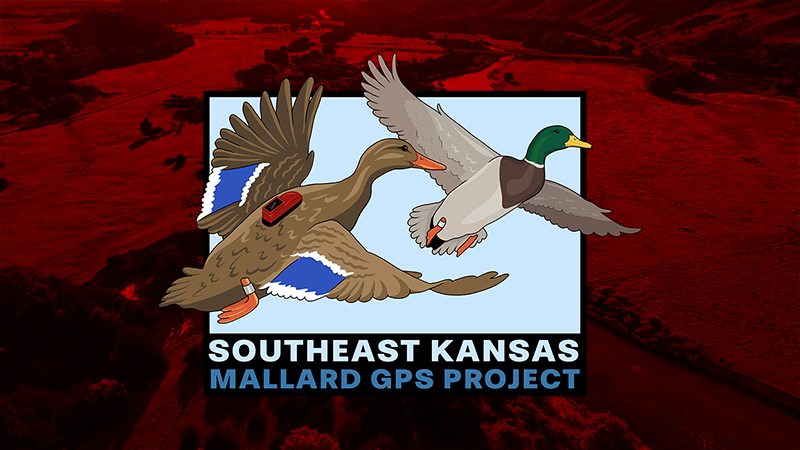 Kansas is an important mid-latitude Central Flyway state for migrating and wintering waterfowl. During our first field season in 2023, we captured and leg-banded 728 mallards during November – December and deployed GPS devices on 54 of them. We will be capturing mallards within Southeast Kansas during the fall and winter of 2024 and 2025.