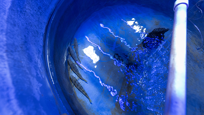 Yellow perch in a holding tank exposed to blue light.