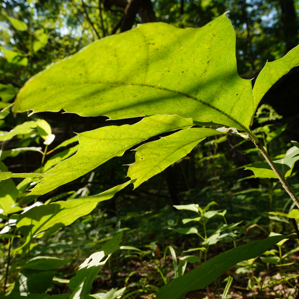 Oak seedling observed during pilot study of oak regeneration.  