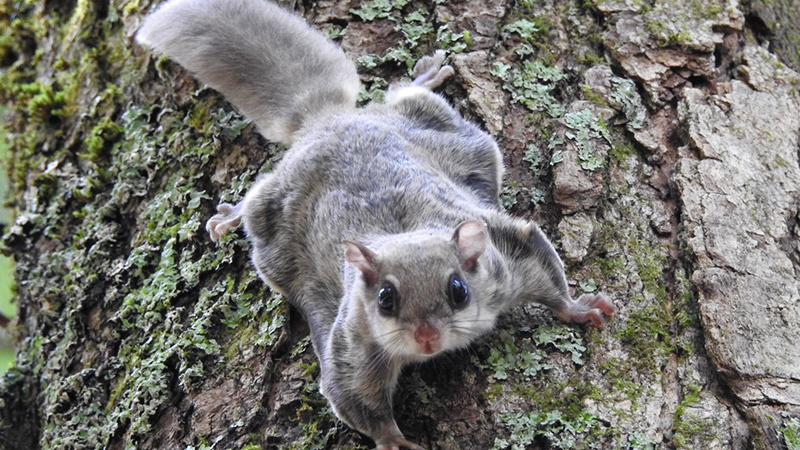 Southern flying squirrels: a citizen science project for Nebraska