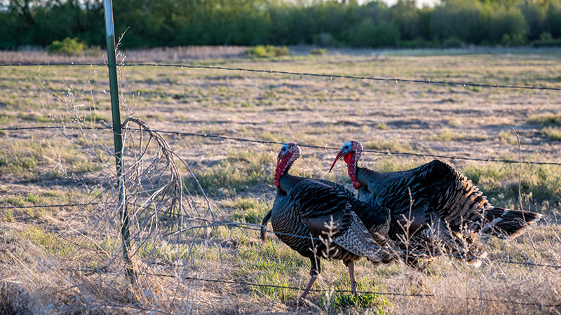 Wild Turkey Ecology in Western Nebraska