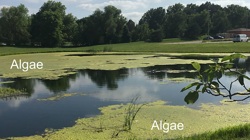 A Biological and Chemical Approach to Restoring Urban Ponds